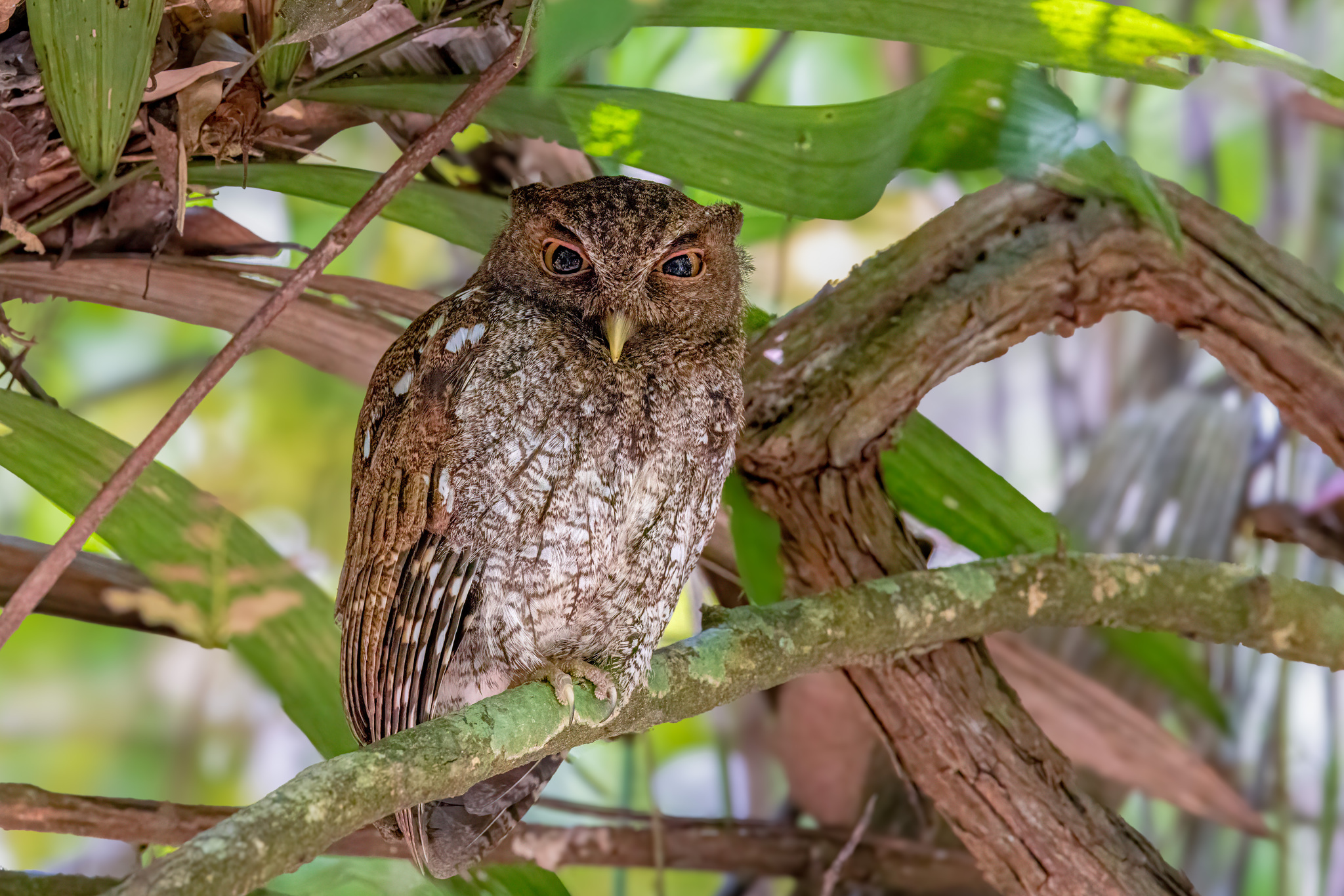 Choco Screech Owl (Megascops centralis), photo 4