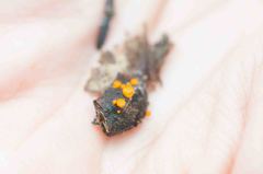 Arachnopeziza aurelia