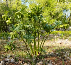 Helleborus multifidus istriacus