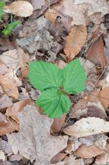 Cardamine diphylla