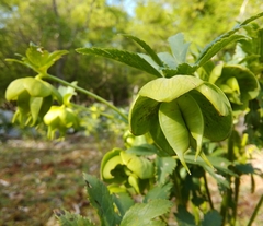 Helleborus multifidus istriacus