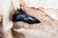 Pterostichus rostratus