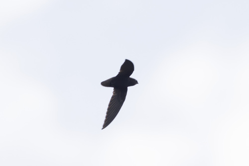 Short-tailed Swift (Chaetura brachyura), photo 10