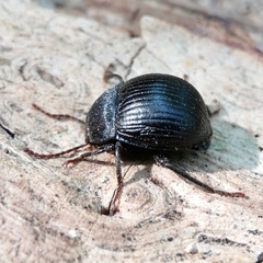 Accanthopus velikensis