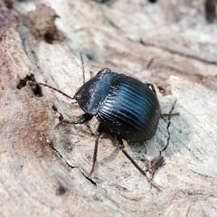 Accanthopus velikensis