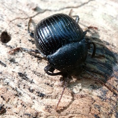 Accanthopus velikensis