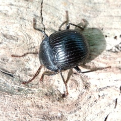 Accanthopus velikensis