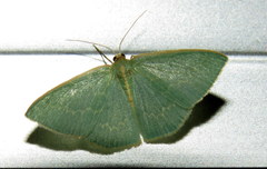 Chlorocoma melocrossa