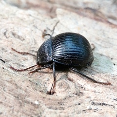 Accanthopus velikensis