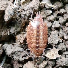 Philoscia