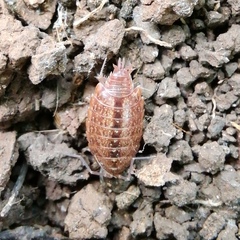 Philoscia
