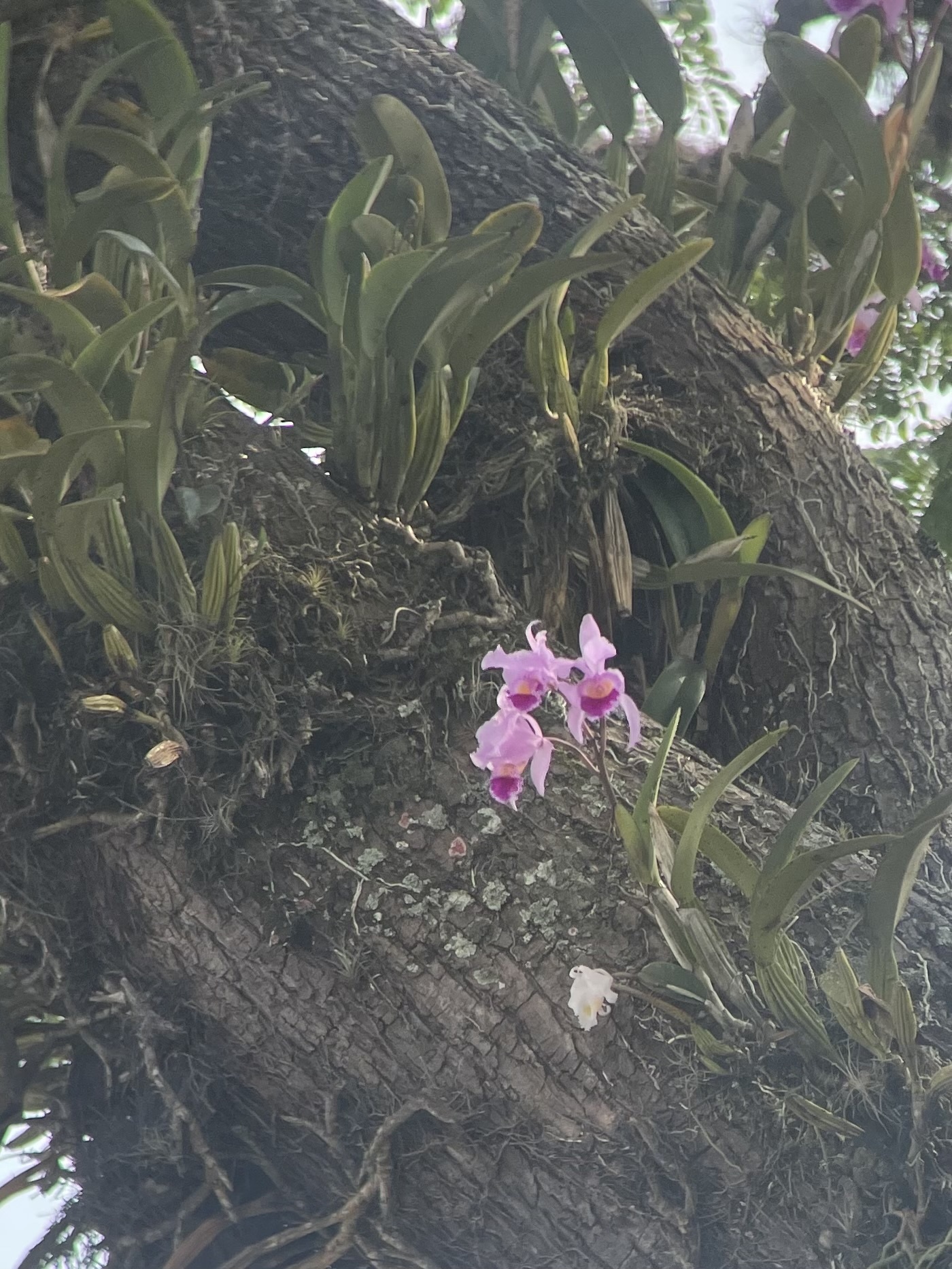 Imagem de Orquídea Nacional