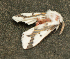 Euerythra phasma