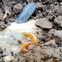 Theatops erythrocephalus