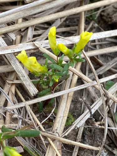 Gratiola flava, 2024-03-07