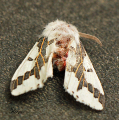 Euerythra phasma