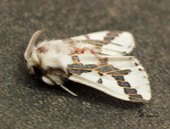 Euerythra phasma