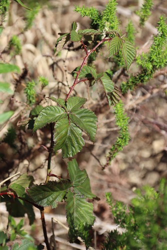 Image of Rubus affinis by (c) Tony Rebelo, some rights reserved (CC BY-SA)