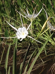 Hymenocallis choctawensis