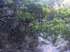Quercus saltillensis