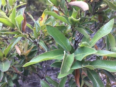 Quercus saltillensis