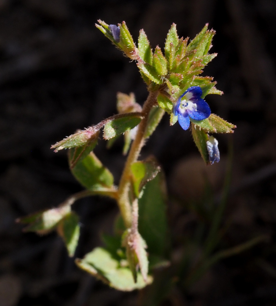 Bent-Foot Speedwell