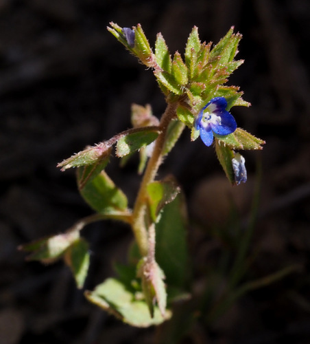Veronica campylopoda