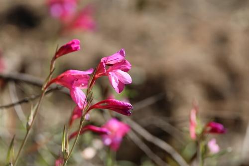 Image of Gladiolus illyricus by (c) er-birds, some rights reserved (CC BY)