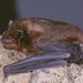 Grandidier's Pipistrelle - Photo (c) Jakob Fahr, some rights reserved (CC BY-NC), uploaded by Jakob Fahr
