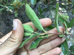 Quercus saltillensis