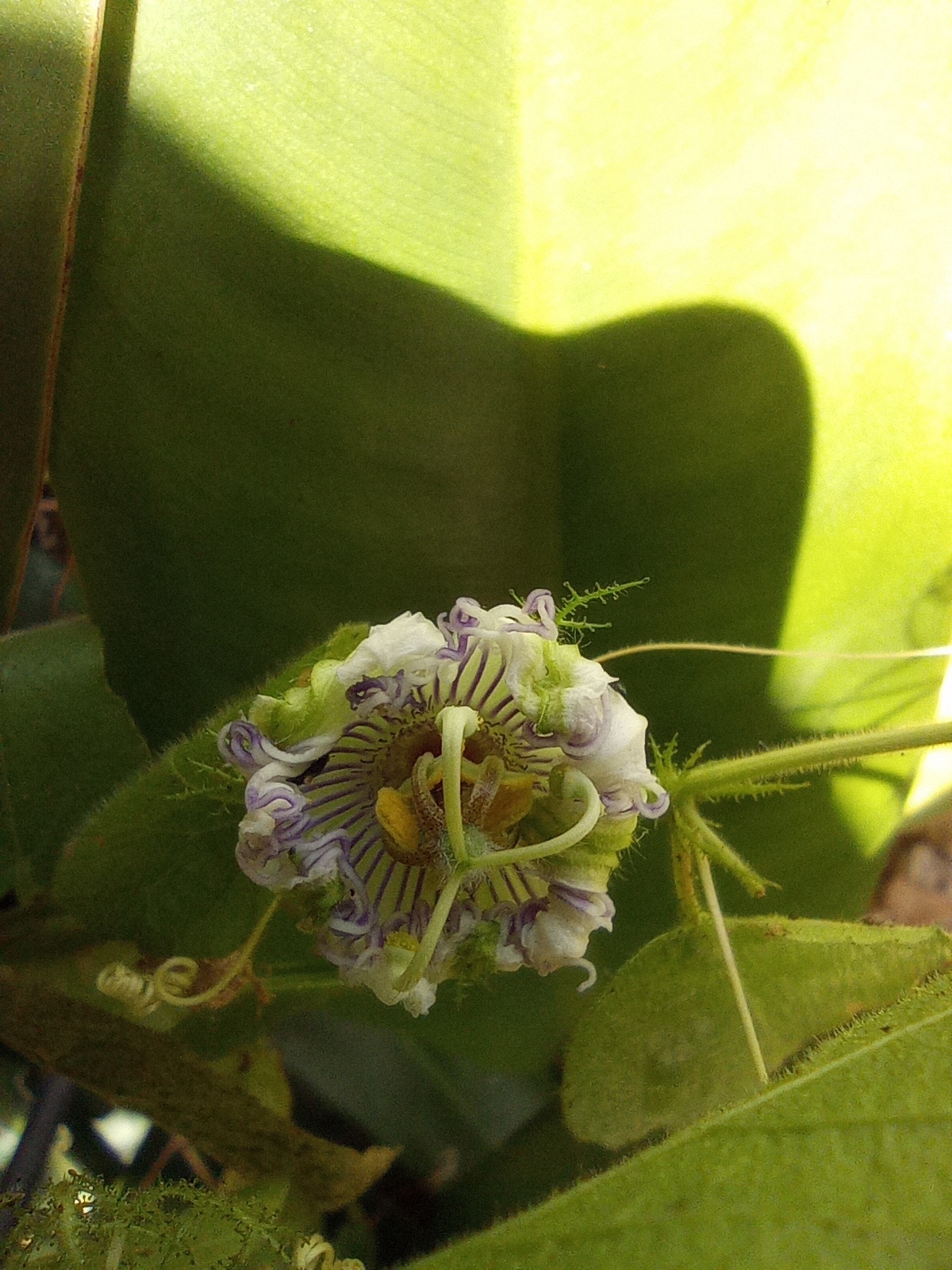Passiflora foetida