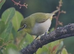Socotra White-Eye photo 2