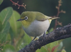 Socotra White-Eye photo 1