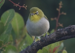 Socotra White-Eye photo 3