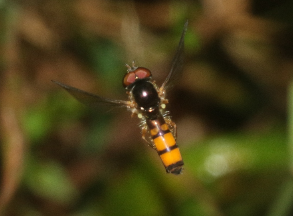 Melanostoma annulipes