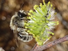 Andrena frigida