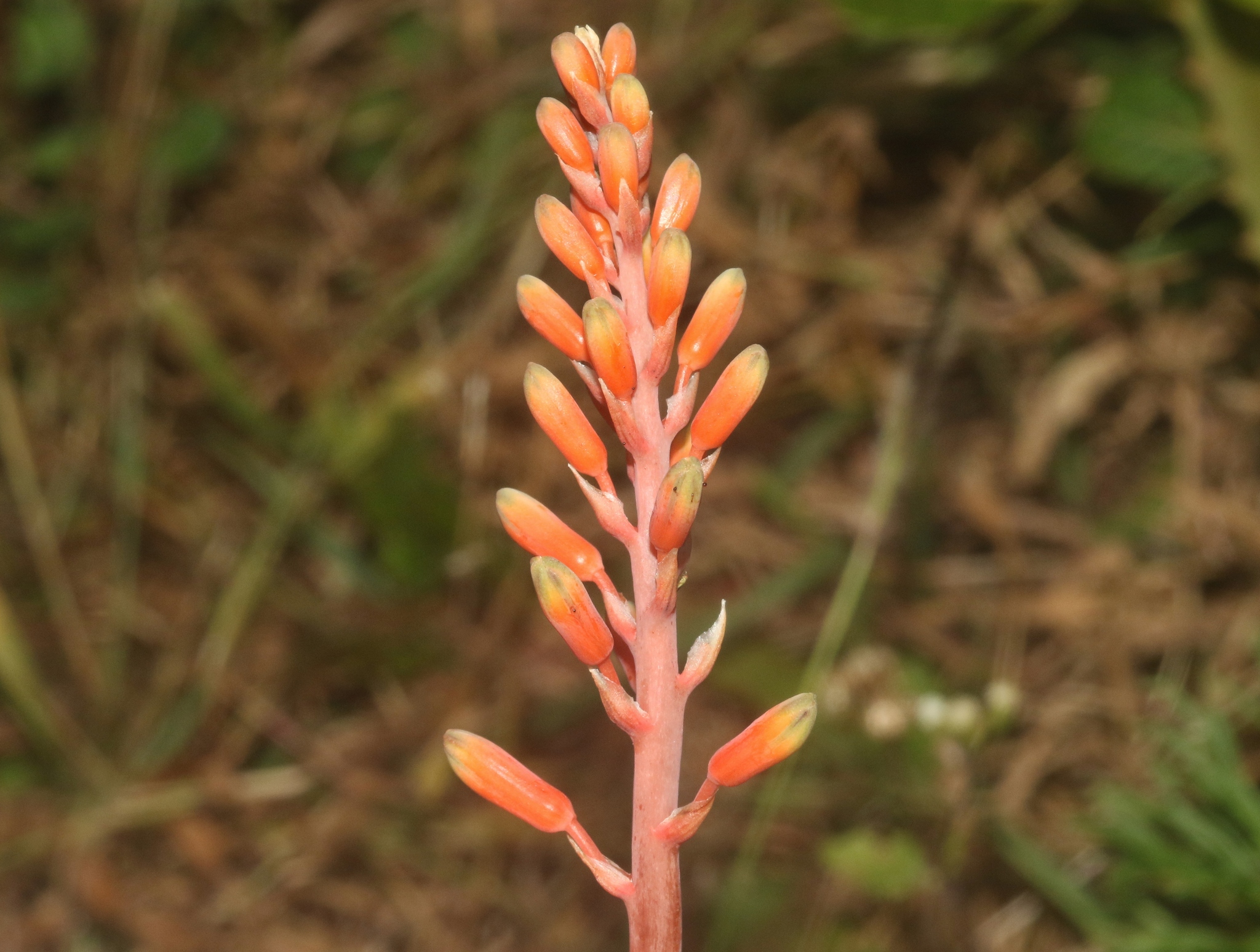 Aloe haggeherensis