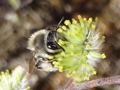 Andrena frigida