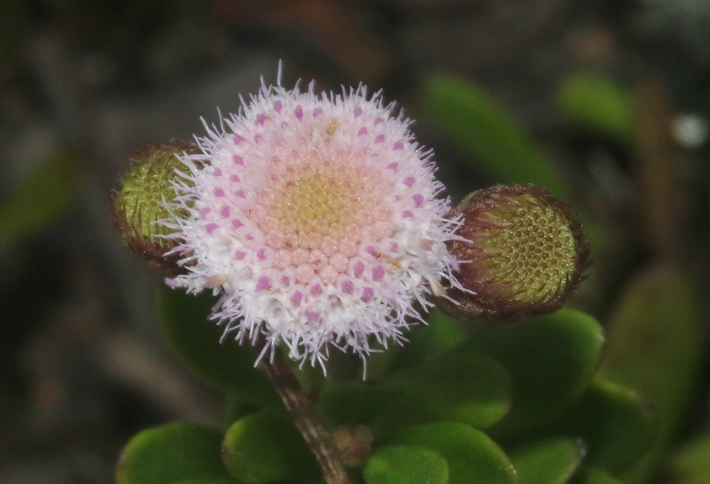 Pluchea obovata