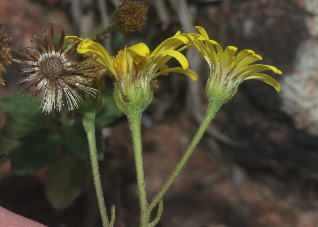 Pulicaria lanata
