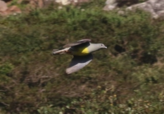 Bruce's Green-Pigeon photo 5