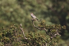 Socotra Warbler photo 5