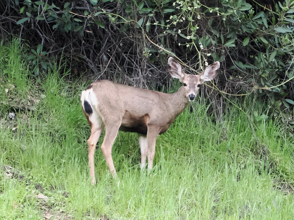 California Mule Deer from South Arroyo, Pasadena, CA, USA on March 7 ...