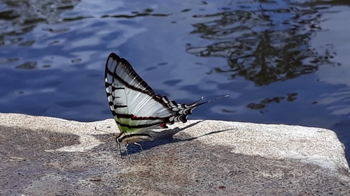 Protesilaus glaucolaus