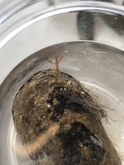 Caprella penantis
