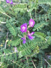 Astragalus greggii