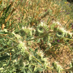 Phacelia imbricata