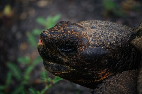 Galápagos Giant Tortoise, Galápagos, EC, photo 8 of 10