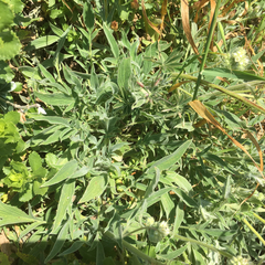 Phacelia imbricata