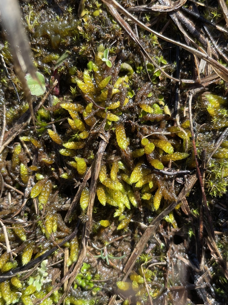 spoon-leaved moss in March 2024 by Becky Dill. Roadside hardpan ...